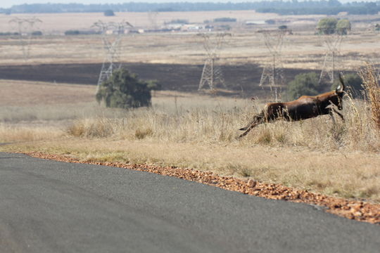 Image of Blesbok