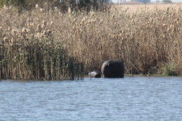 Image of Common Hippopotamus