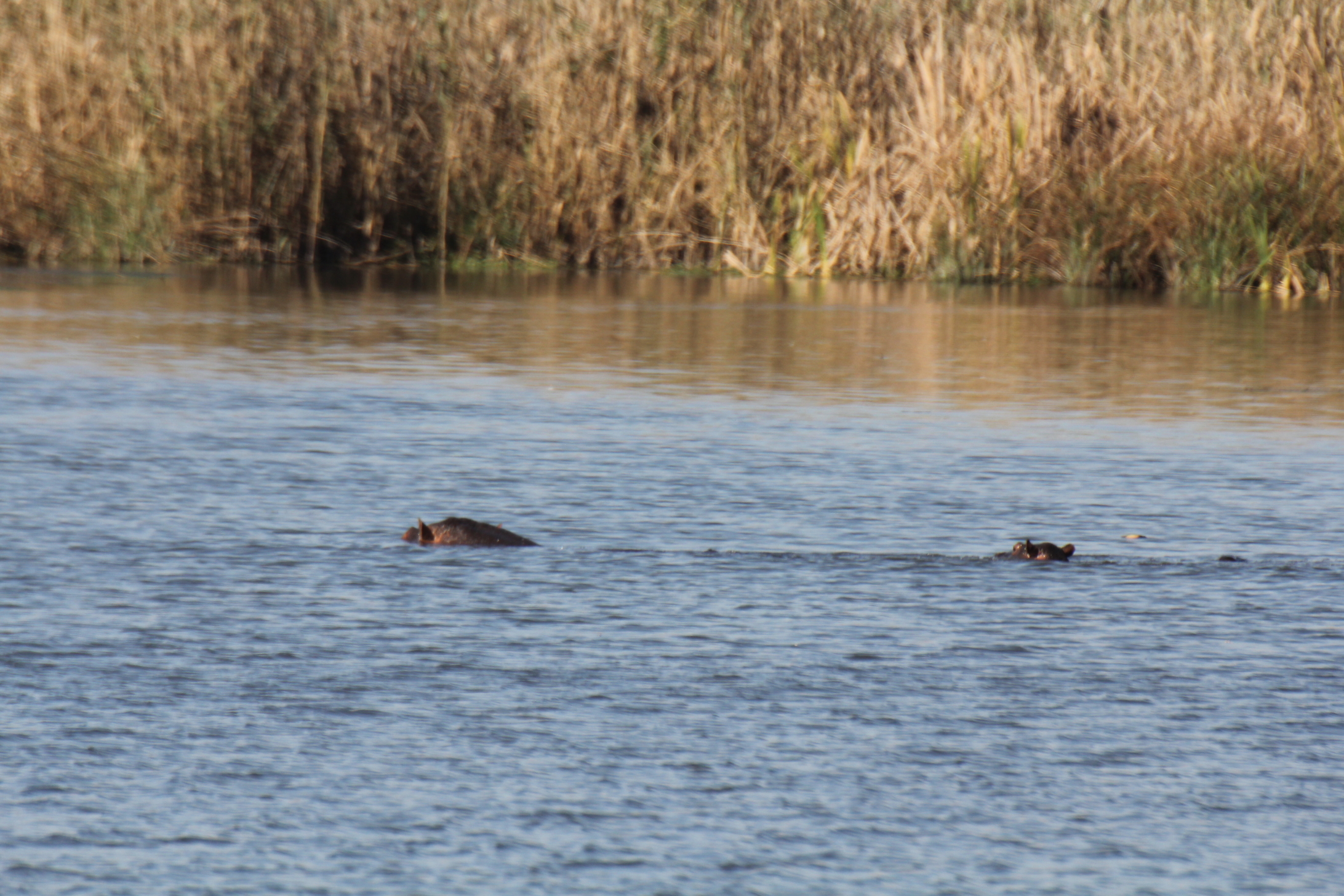 Image of African Clawless Otter