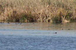 Image of African Clawless Otter