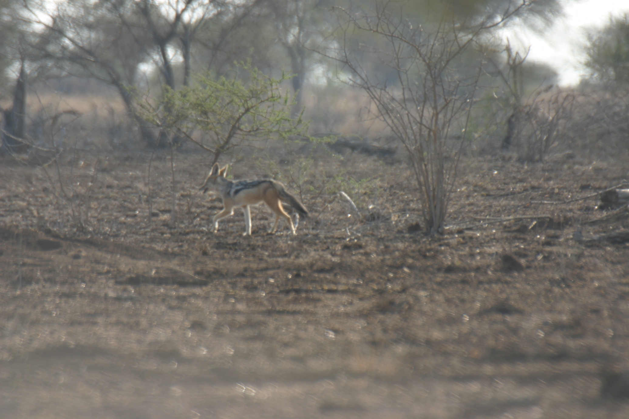 Image of Black-backed Jackal