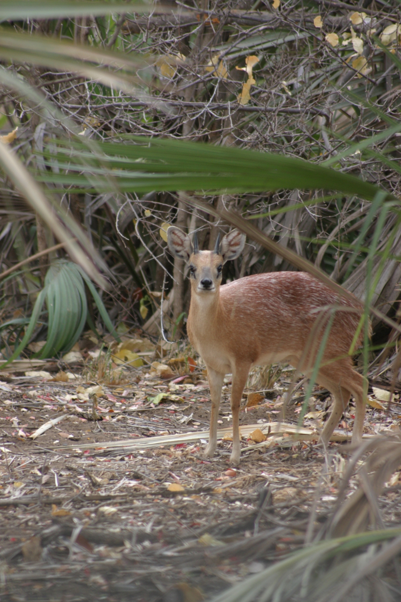 Image of Sharpe's Grysbok