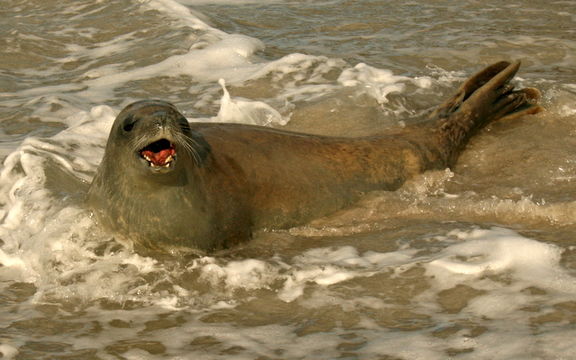 Image of Crabeater Seals