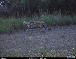 Image of Serval (cat)