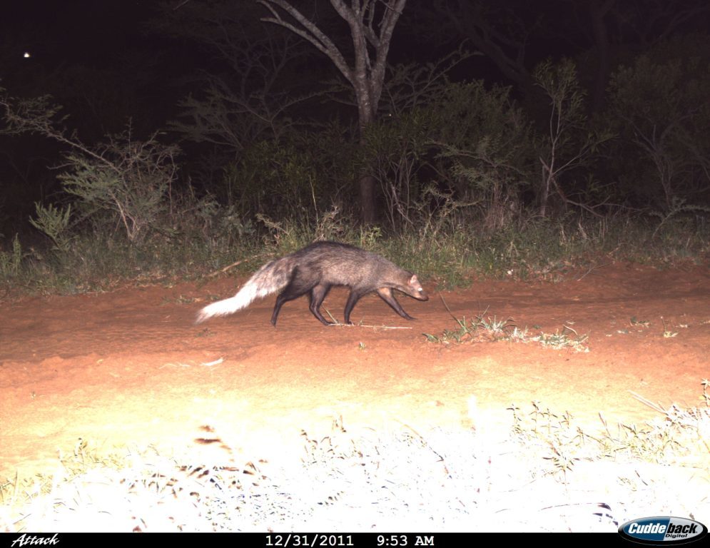 Image of White-tailed Mongoose