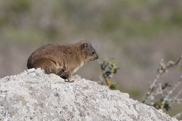 Image of Rock Hyrax