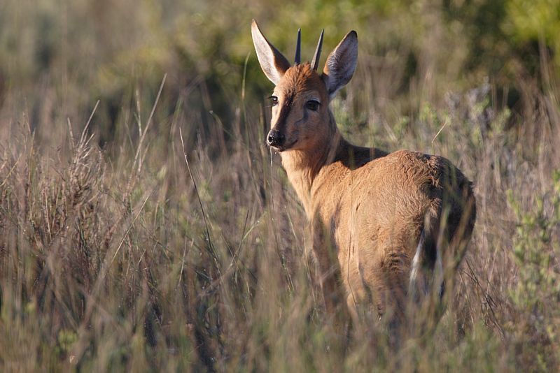 Image of Bush Duiker