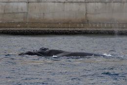 Image of Right whale