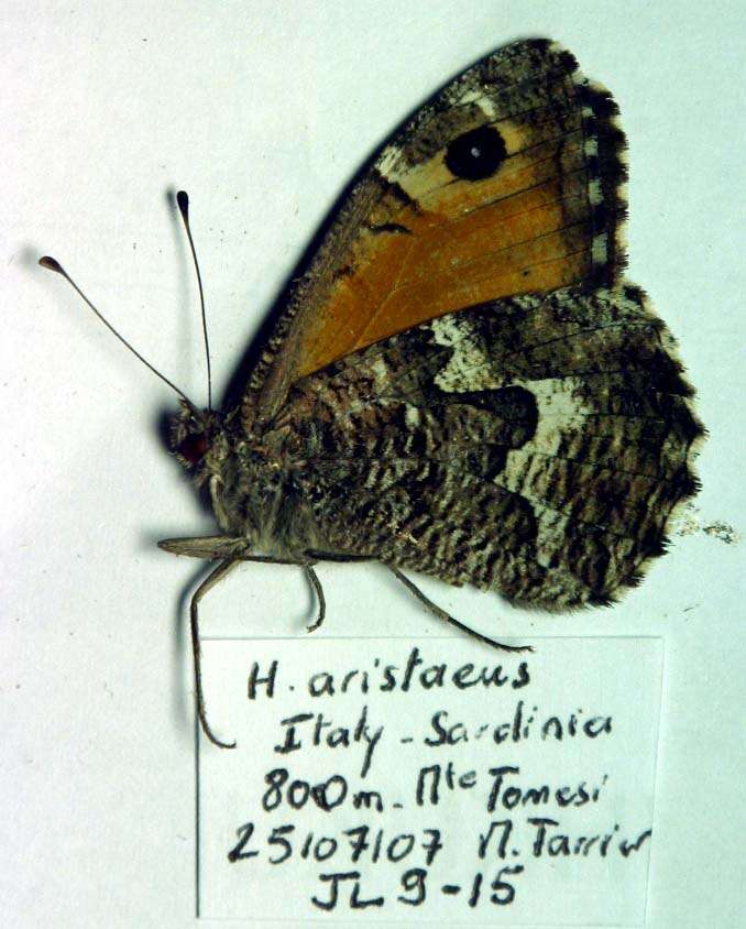 Image of Hipparchia aristaeus