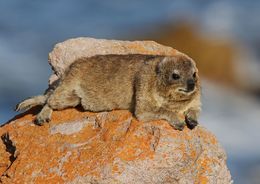 Image of Rock Hyrax