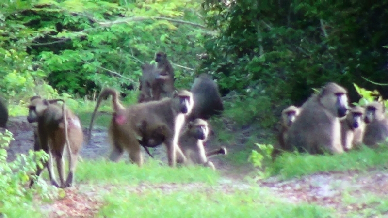 Image of Yellow Baboon