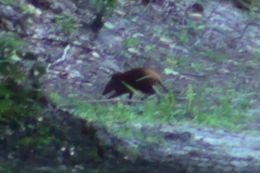 Image of Golden-rumped Elephant Shrew