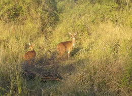 Image of Bushbuck