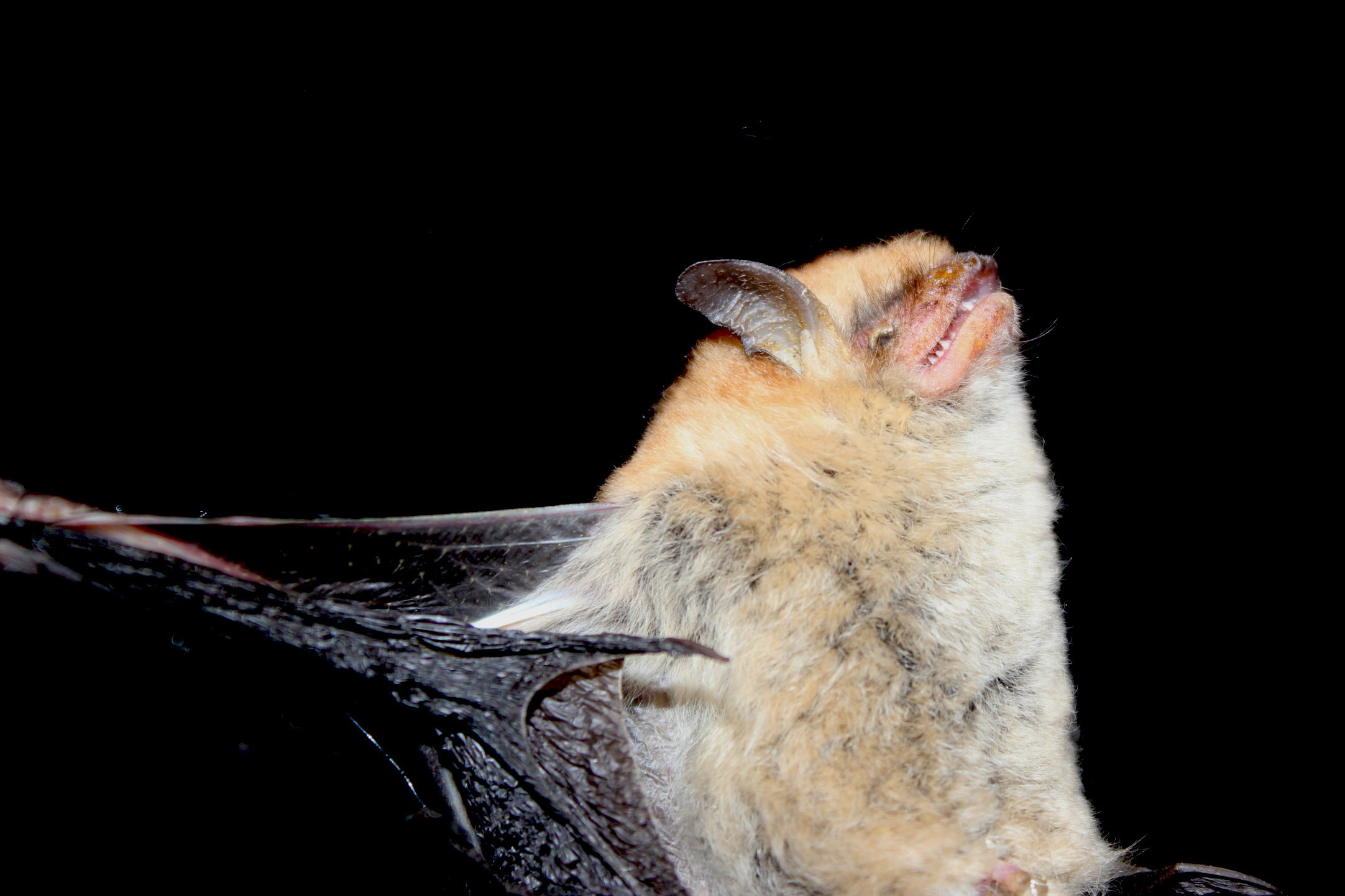 Myotis bocagii (Peters 1870)的圖片