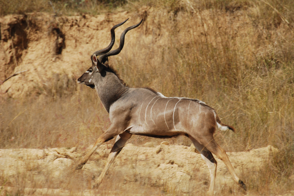 Image of Greater Kudu