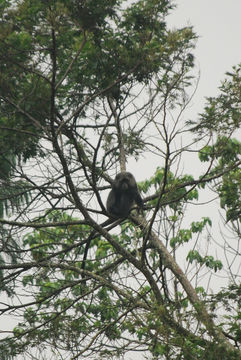 Image of Samango Monkey