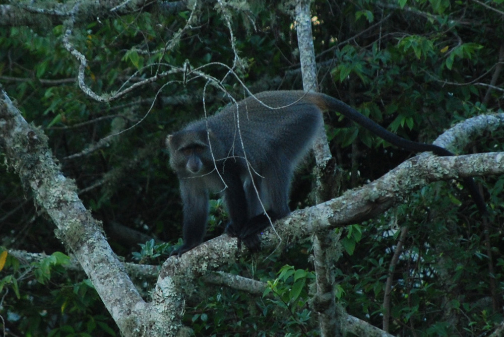 Image of Samango Monkey