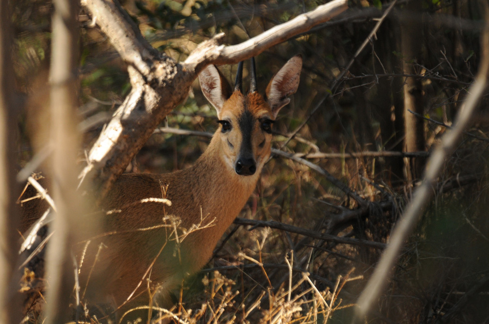 Image of Common Duiker