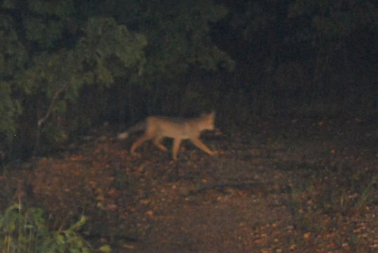 Image of Side-striped Jackal