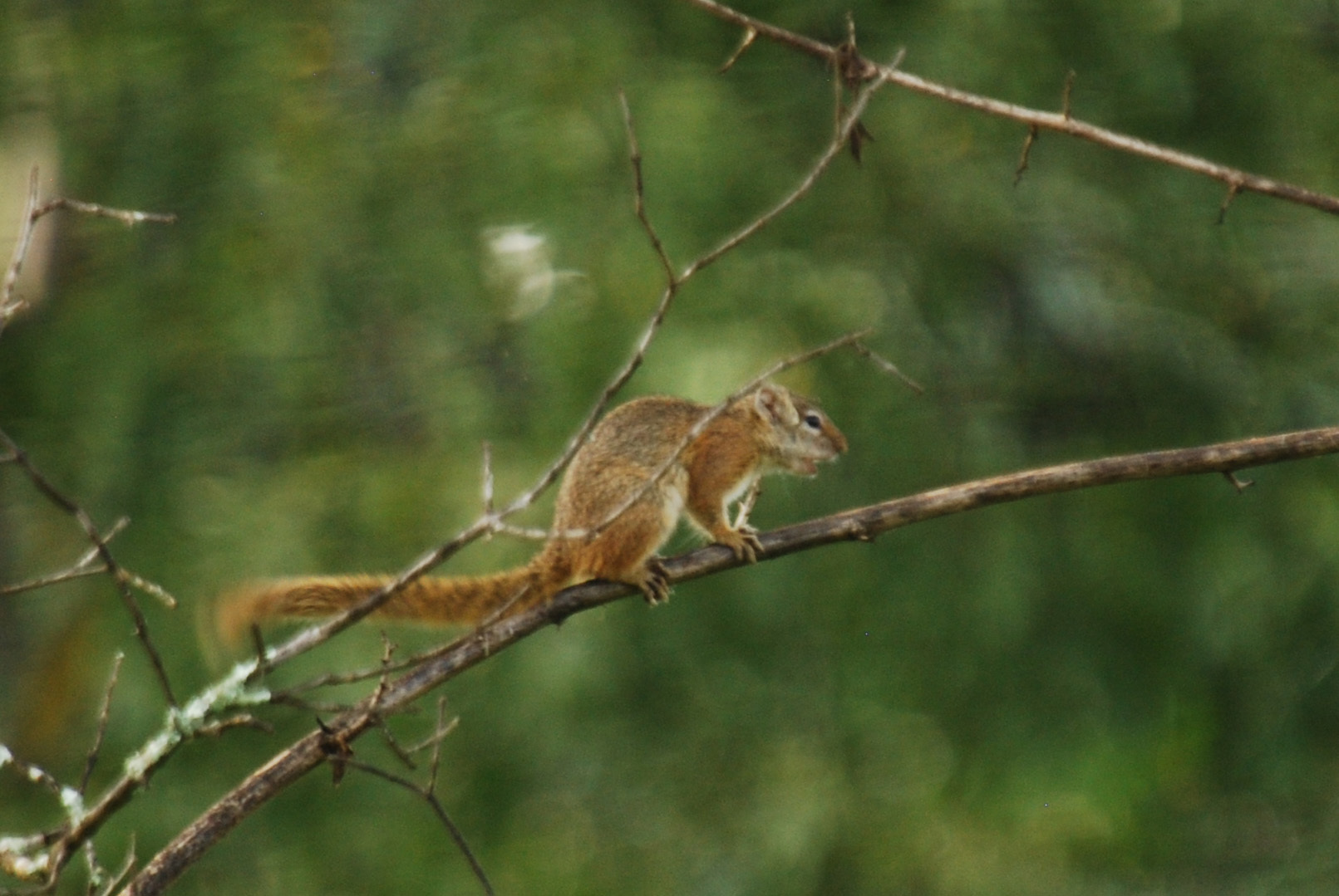 Image of Smith's Bush Squirrel