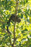 Image of Mutable Sun Squirrel