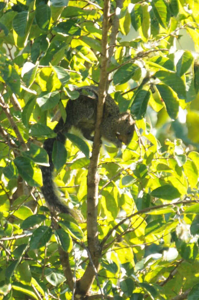 Imagem de Heliosciurus mutabilis (Peters 1852)