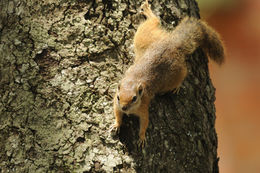 Image of Smith's Bush Squirrel