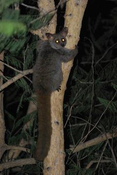 Image of Greater galago