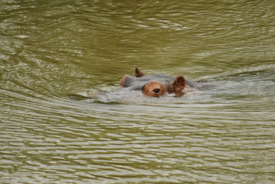 Image of Common Hippopotamus