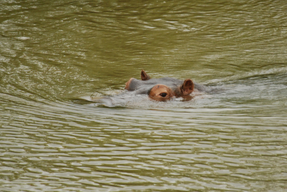 Image of Common Hippopotamus