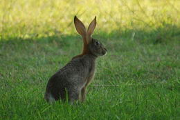 Image of Savannah Hare