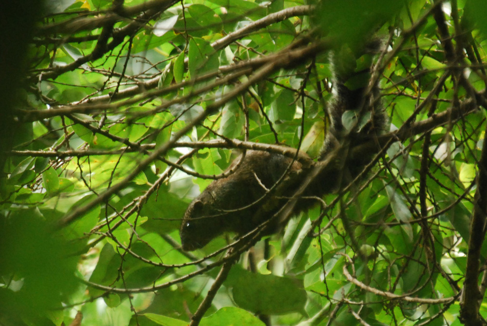 Слика од Heliosciurus mutabilis (Peters 1852)