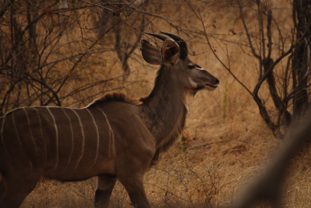 Image of Greater Kudu