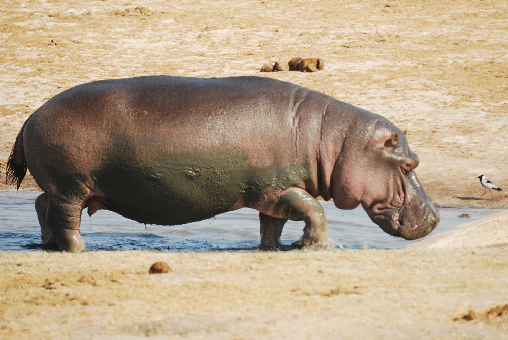 Image of Common Hippopotamus