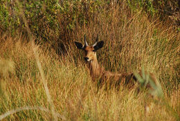 Image of Southern Reedbuck