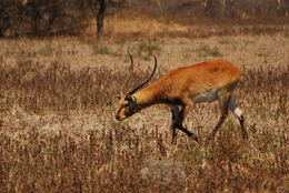 Image of Kafue Lechwe