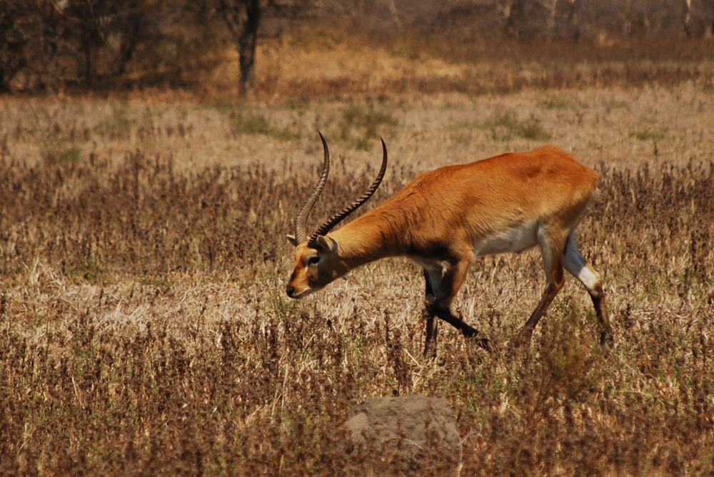 Image of Kafue Lechwe