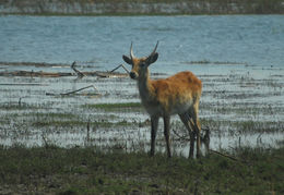 Image of Kafue Lechwe