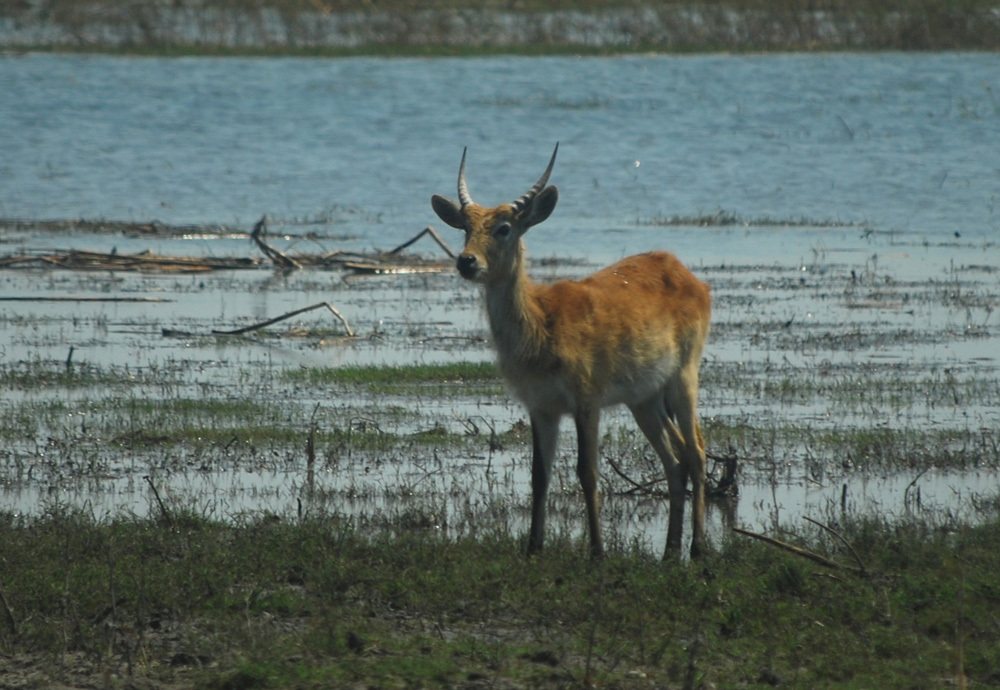 Image of Kafue Lechwe