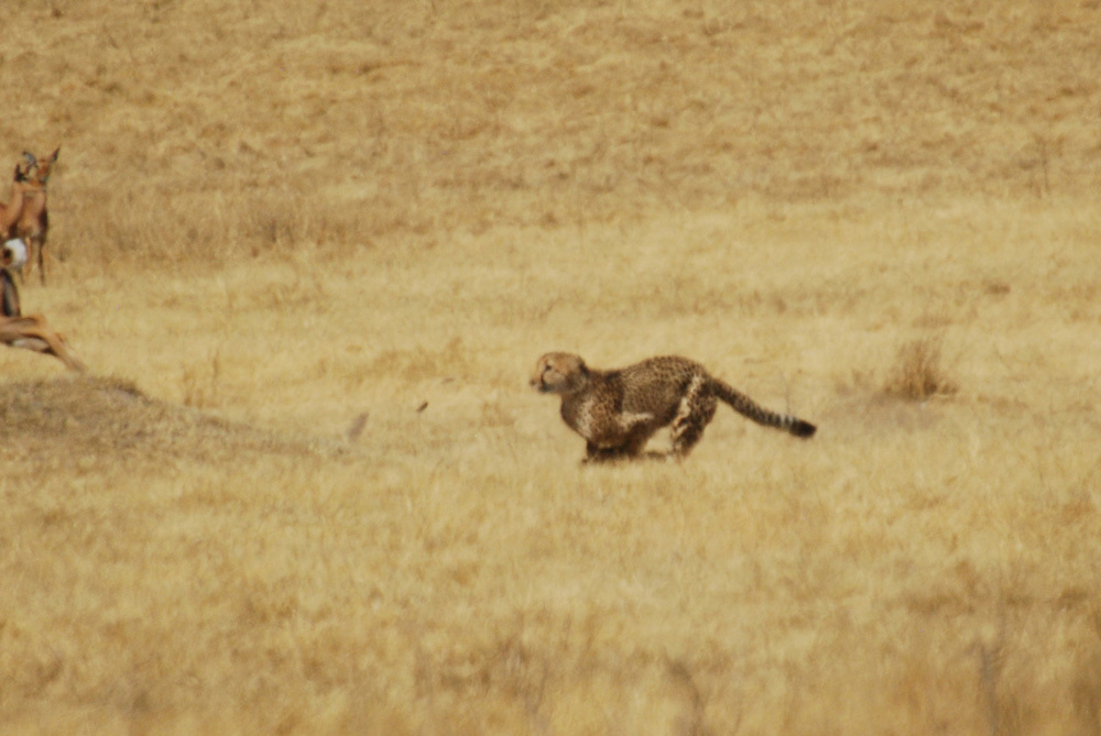 Image de Acinonyx Brookes 1828