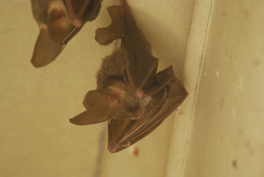 Image of Cape Long-eared Bat