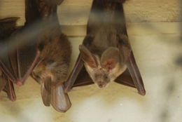 Image of Cape Long-eared Bat