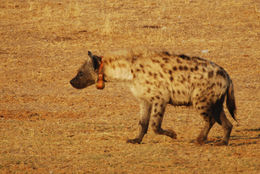 Image of Spotted Hyaenas