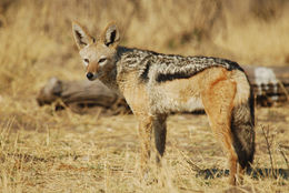 Image of Black-backed Jackal