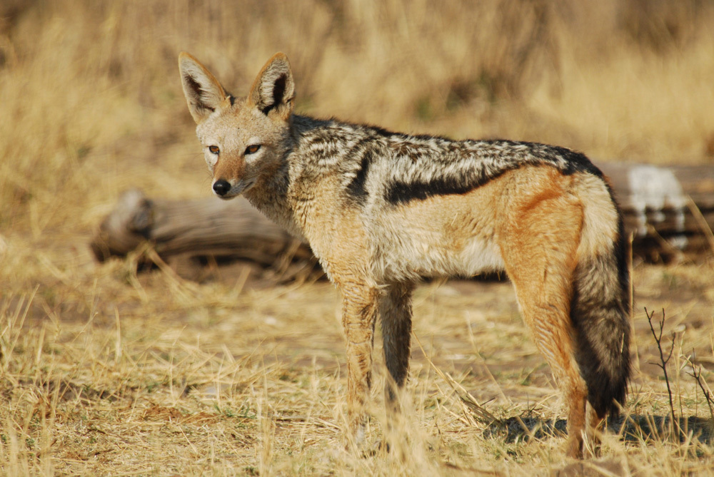 Image of Black-backed Jackal