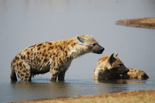 Image of Spotted Hyaenas