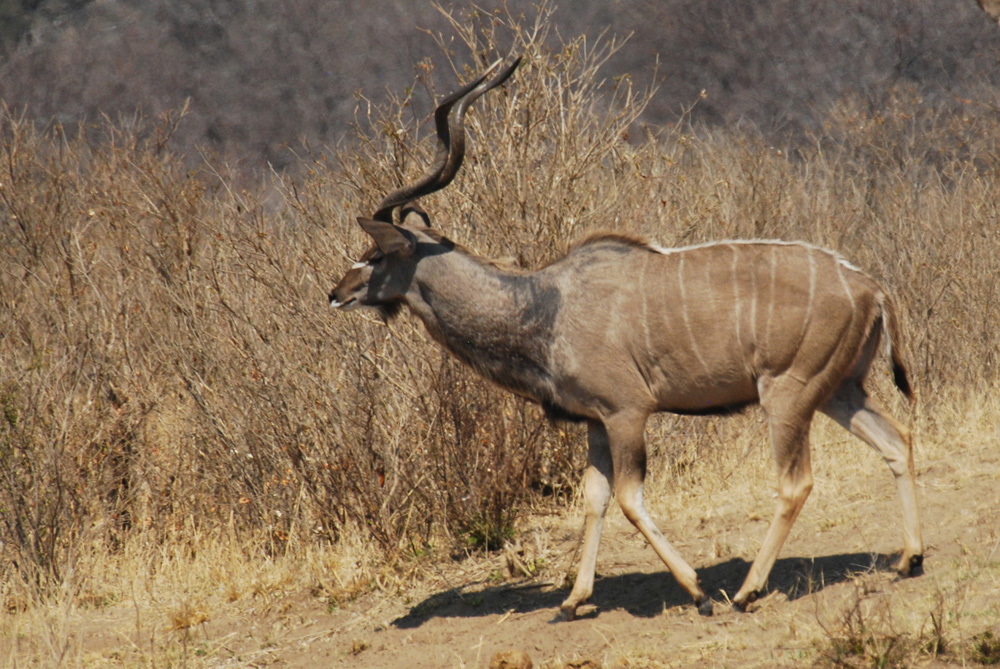 Image of Greater Kudu