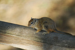 Image of Smith's Bush Squirrel