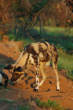 Image of African Hunting Dog