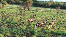 Image of African Hunting Dog